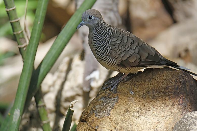Free stock image of Dove in nature created by sylvester alphonso