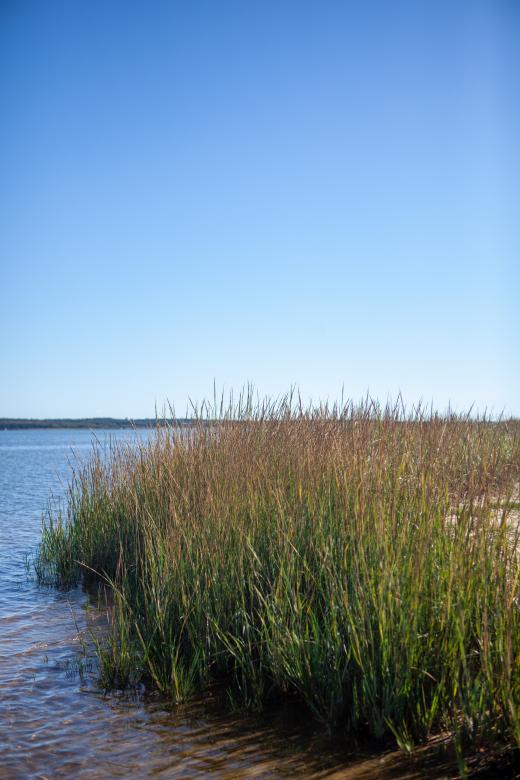 Free stock image of Tall coastal grass created by Matt Bango