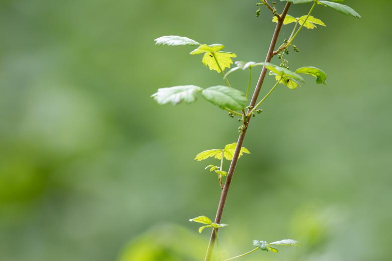 Free stock image of Green plant background created by Matt Bango