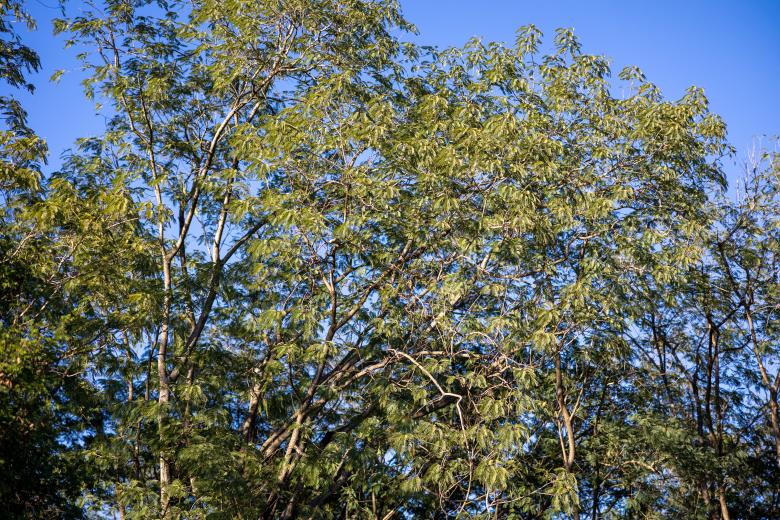 Free stock image of Trees looking up created by Matt Bango