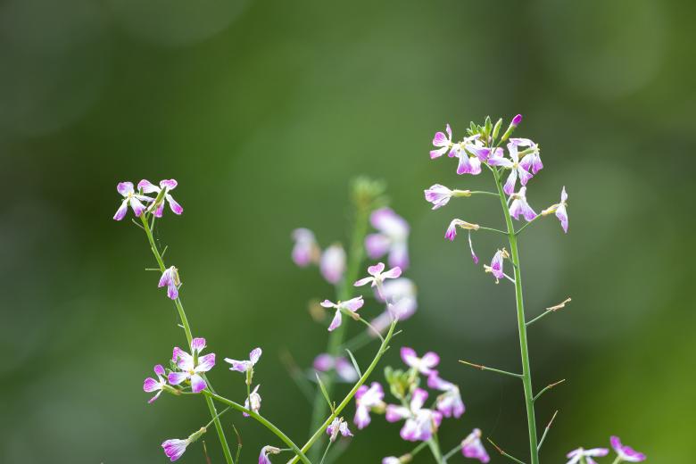 Free stock image of Pink Wildflowers created by Matt Bango