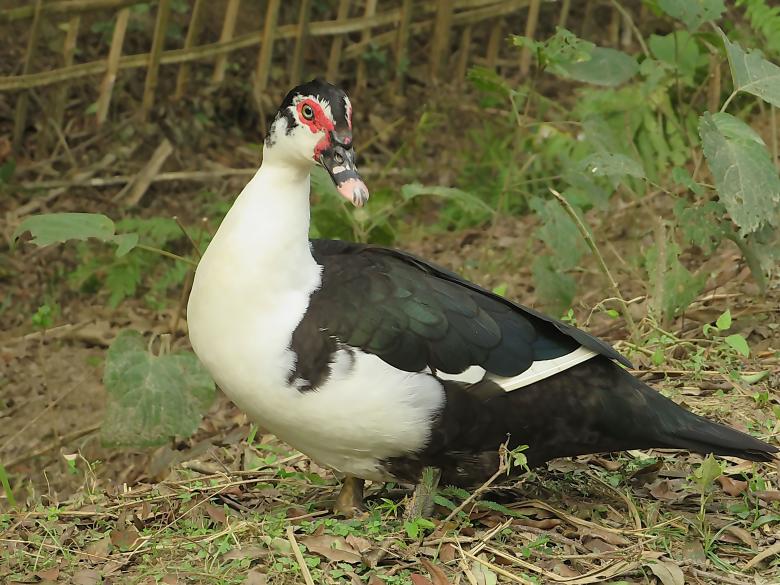 Free stock image of Muscovy Duck created by sylvester alphonso