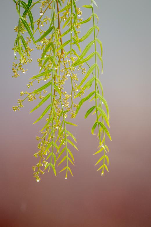 Free stock image of Morning dew leaves created by Matt Bango