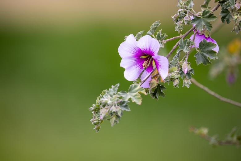 Free stock image of Spring flower created by Matt Bango