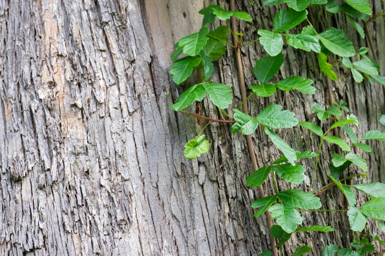 Free stock image of Green vine nature created by Matt Bango