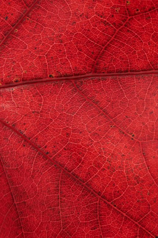Free stock image of Macro Fall Leaf created by Nature Backgrounds