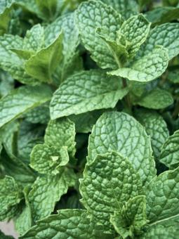 Fresh Mint Leaves - Free Stock Photo