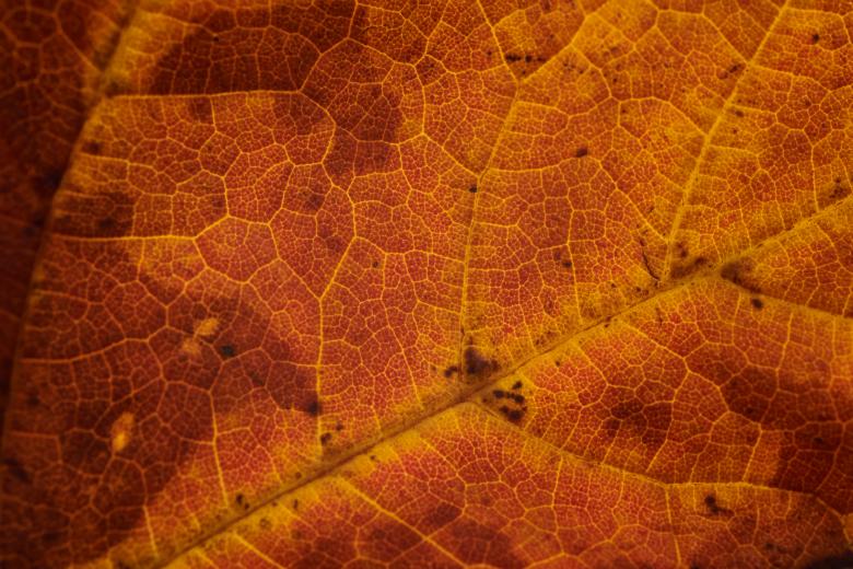 Free stock image of Macro Fall Leaf created by Nature Backgrounds