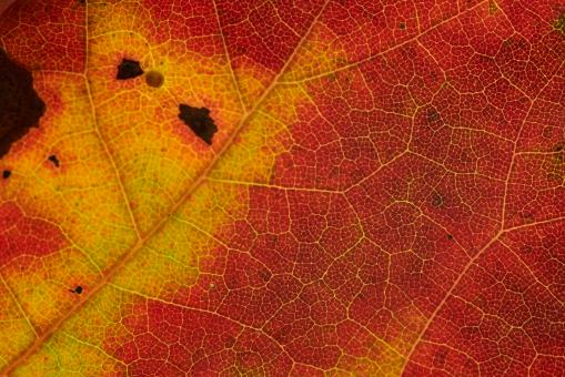 Autumn Leaf Texture - Free Stock Photo