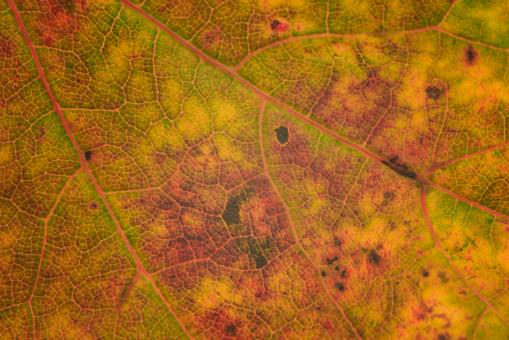 Fall Leaf Texture - Free Stock Photo