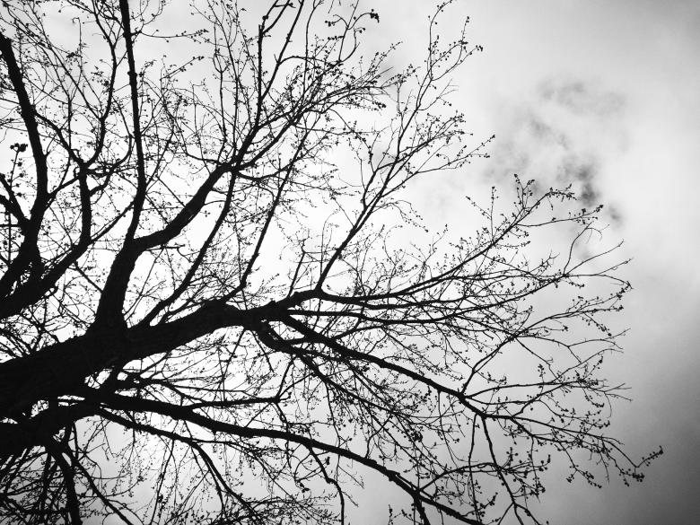 Free stock image of Twisted tree and sky created by Nature Backgrounds
