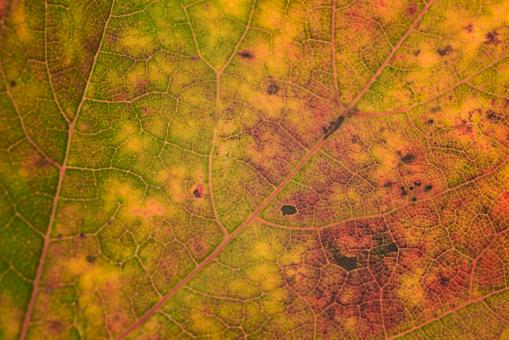 Fall leaf texture - Free Stock Photo