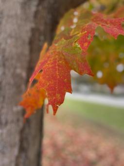 Fall maple leaf - Free Stock Photo