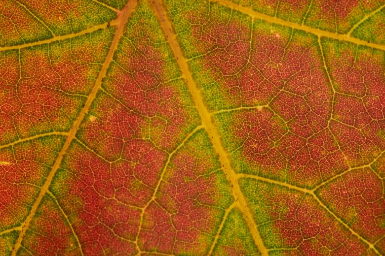 Free stock image of Autumn leaf texture created by Nature Backgrounds