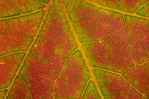 Autumn leaf texture - Free Stock Photo
