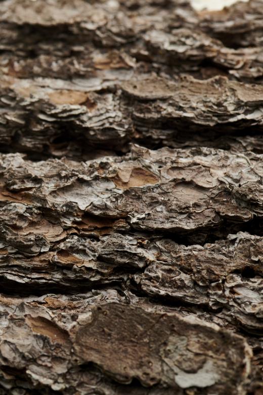 Free stock image of Macro Tree Bark created by Nature Backgrounds