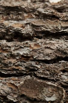 Macro Tree Bark - Free Stock Photo