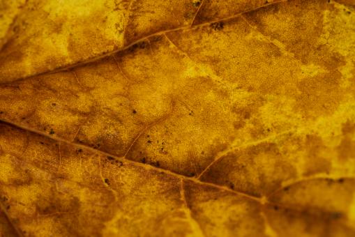 Autumn Leaf Texture - Free Stock Photo