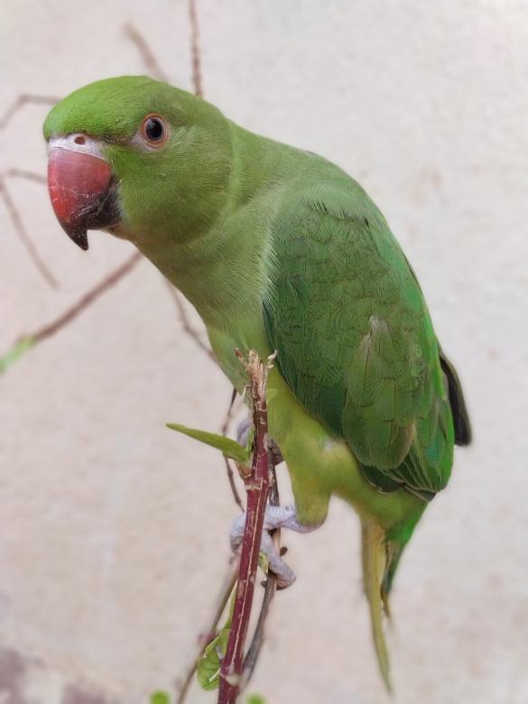 Free stock image of Gaze Parrot created by Rizwana Khan