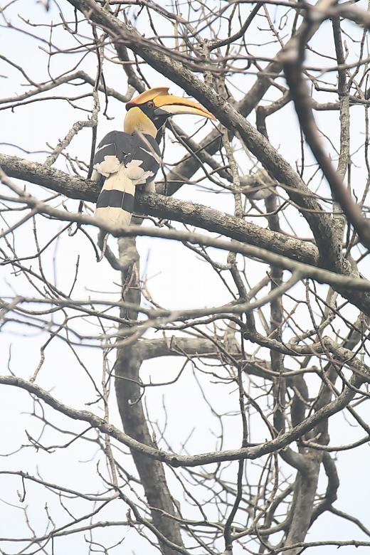 Free stock image of Great Hornbill created by sylvester alphonso