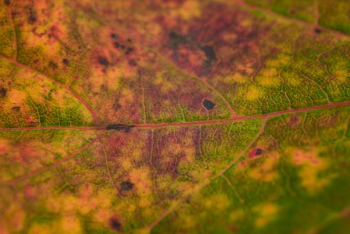 Macro Leaf Texture - Free Stock Photo