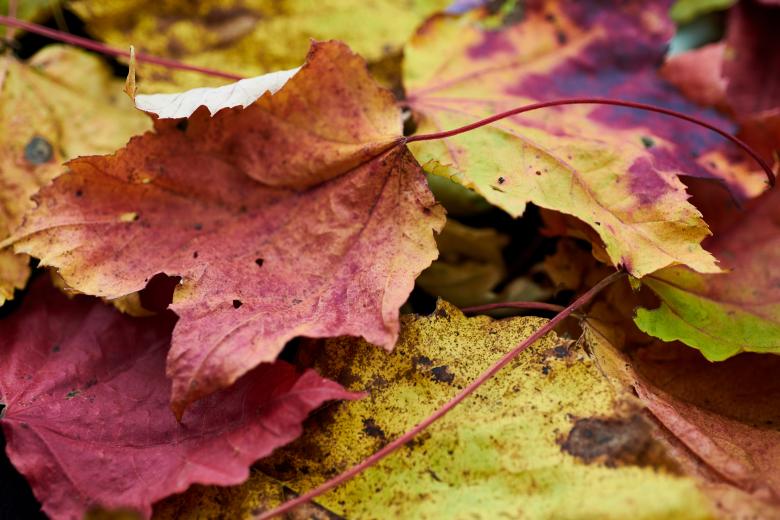 Free stock image of Fall Autumn Leaves created by Nature Backgrounds