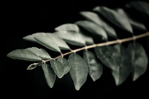 Dark Green Plant
