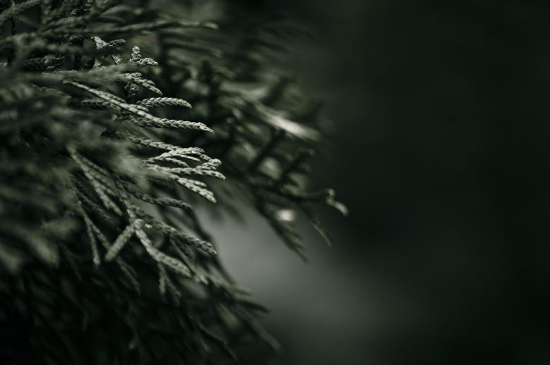 Free stock image of Dark Green Plant created by Photostockeditor