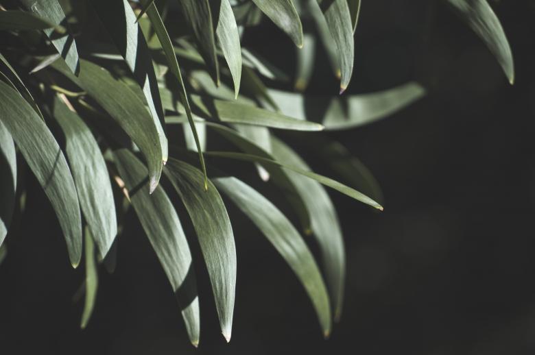 Free stock image of Dark Green Plant created by Photostockeditor