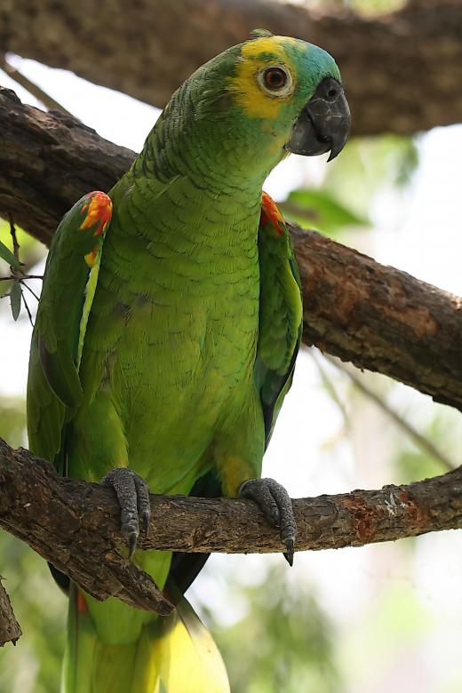 Free stock image of Blue Fronted Amazon created by sylvester alphonso