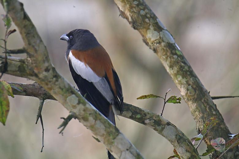 Free stock image of Rofous Treepie created by sylvester alphonso