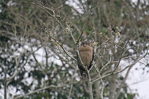 Brown Fish  Owl