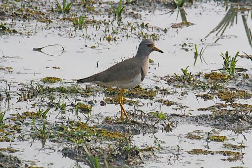 Grey Head Lapwing