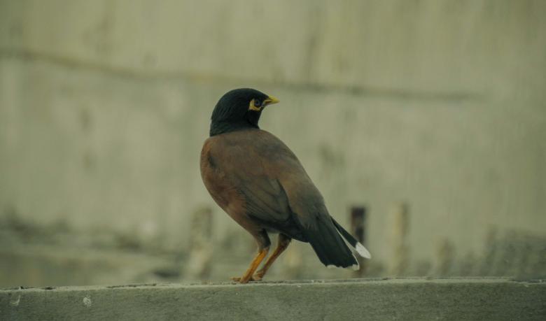 Free stock image of "Nature’s perfect pose." created by Mubasshir Ahin