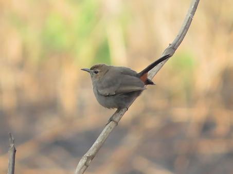 Indian Robin