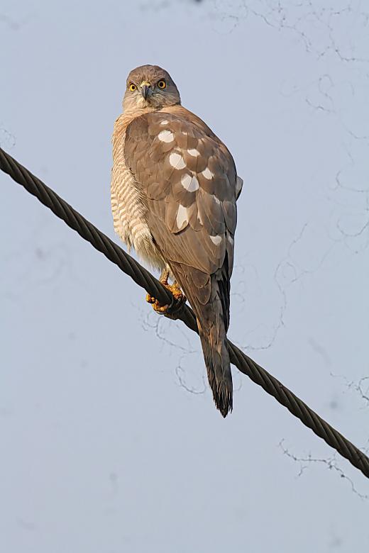 Free stock image of Little Bandid Goshawk created by sylvester alphonso