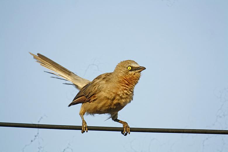 Free stock image of Large Grey Babbler created by sylvester alphonso