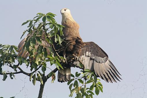 pallasis fish eagle
