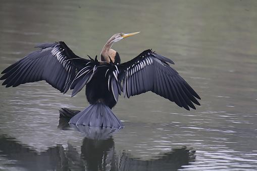 Darter