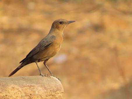 Rufous Tailed Lark