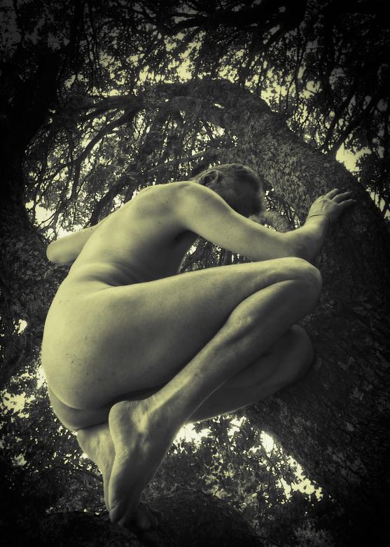 Free stock image of Ape on the tree created by Altan Med