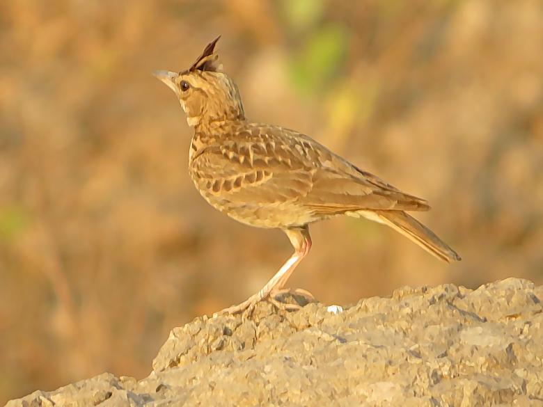 Free stock image of Malabar lark created by sylvester alphonso
