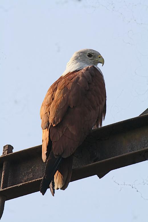 Free stock image of Brahminy  Kite created by sylvester alphonso
