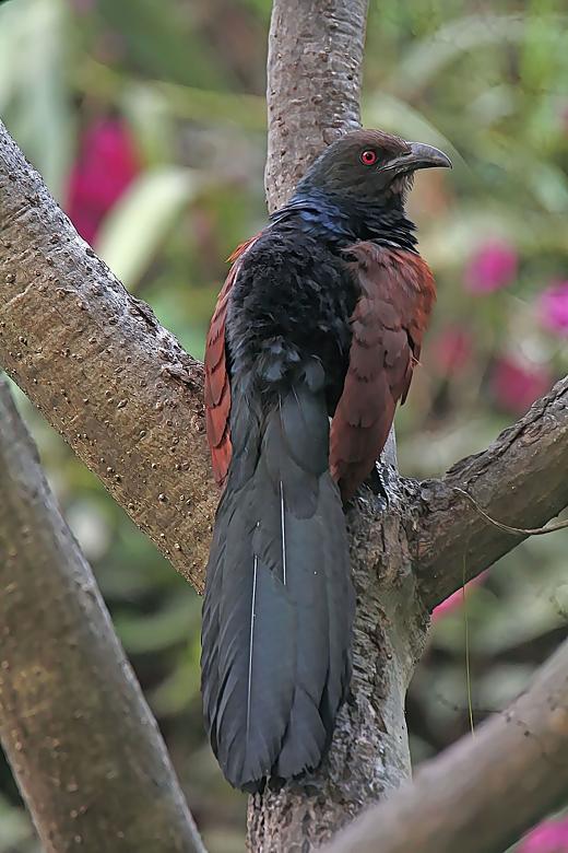 Free stock image of Greater Coucal created by sylvester alphonso