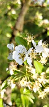 White flower