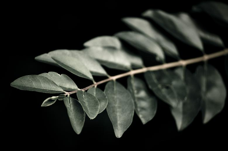 Free stock image of Dark Forest created by Photostockeditor