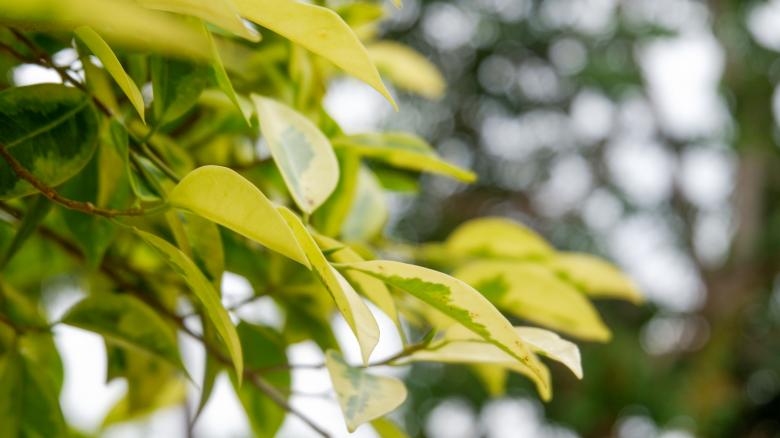 Free stock image of Tree Leaves in Nature created by Ayudia Fatmawati