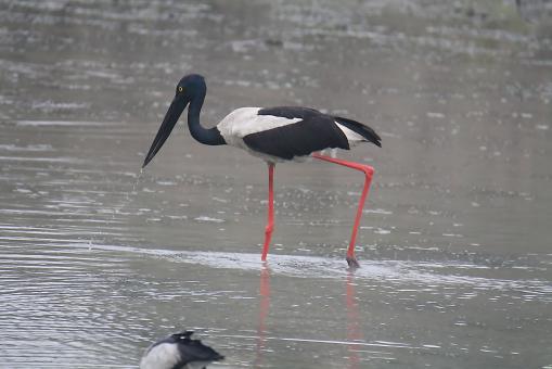 Black Neck Stork