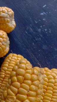 This photo of young sweet corn in yellow on a black background w