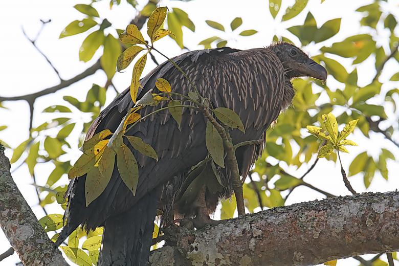 Free stock image of Himalayan Griffon Vulture created by sylvester alphonso